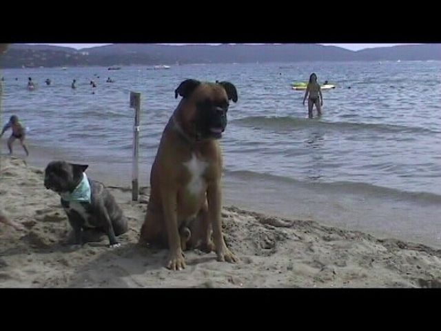 Néronne et Norton en séance photos sur la plage 2