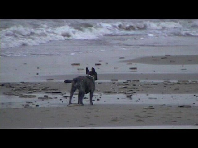 Néronne sur la plage d'Ostende