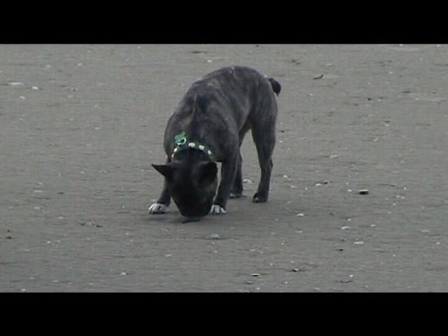 Néronne se promène sur la plage de Trouville