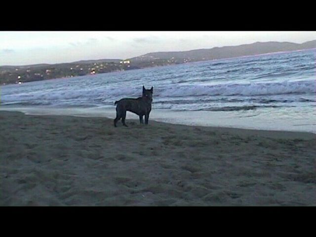 Néronne en promenade sur la plage 3