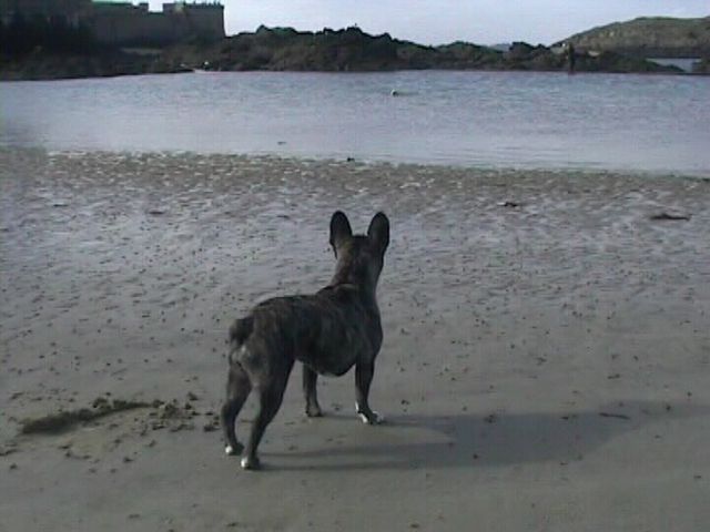 Néronne se promène sur la plage de St Malo